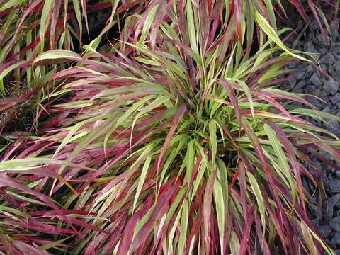 Beni-Kaze Forest Grass