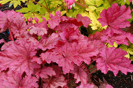 Berry Smoothie Coral Bells