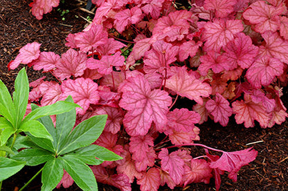 Berry Smoothie Coral Bells