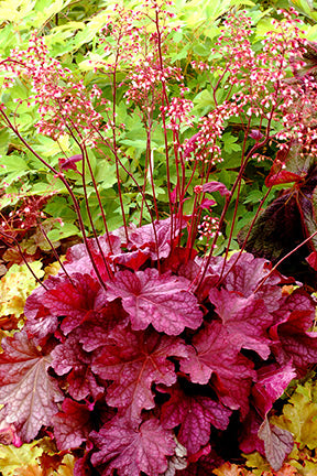 Berry Smoothie Coral Bells