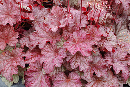 Berry Smoothie Coral Bells