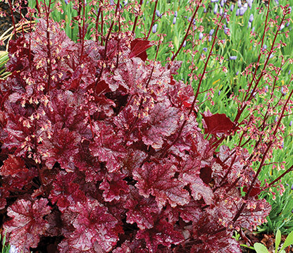 Berry Marmalade Coral Bells
