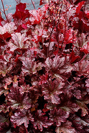 Berry Marmalade Coral Bells