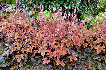 Brass Lantern Foamy Bells