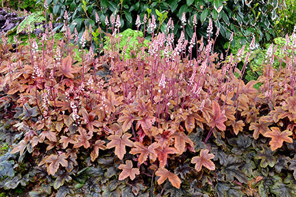 Brass Lantern Foamy Bells