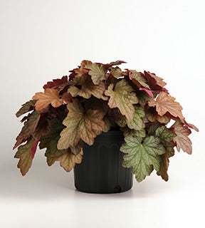 Carnival Watermelon Coral Bells