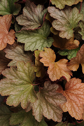Carnival Watermelon Coral Bells