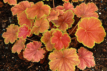 Delta Dawn Coral Bells