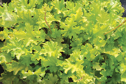 Lime Marmalade Coral Bells