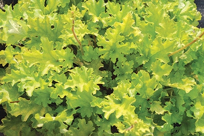 Lime Marmalade Coral Bells