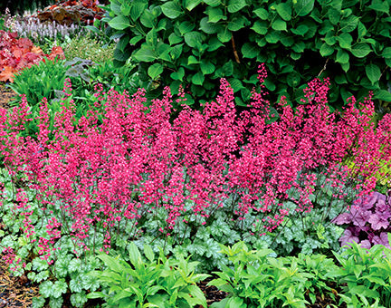 Paris Coral Bells