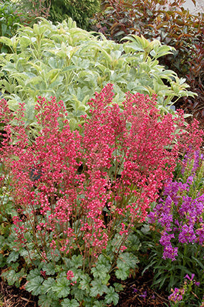 Paris Coral Bells