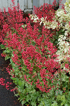 Paris Coral Bells