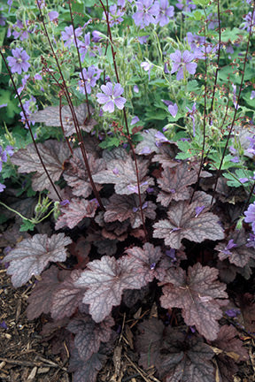 Plum Pudding Coral Bells