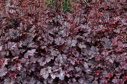 Plum Pudding Coral Bells