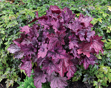 Spellbound Coral Bells