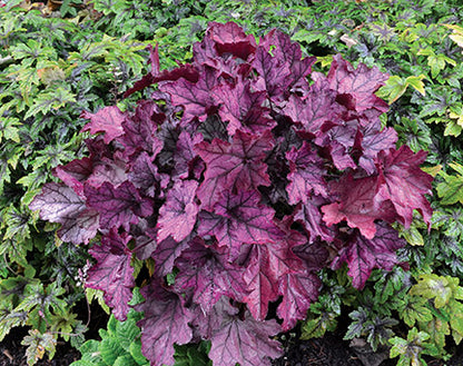 Spellbound Coral Bells