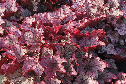Spellbound Coral Bells