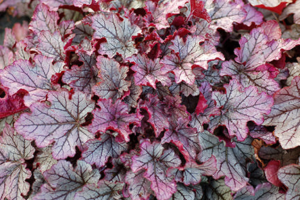 Spellbound Coral Bells