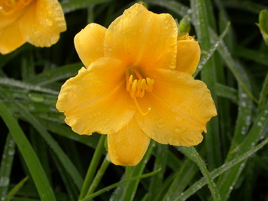 Stella de Oro Daylily