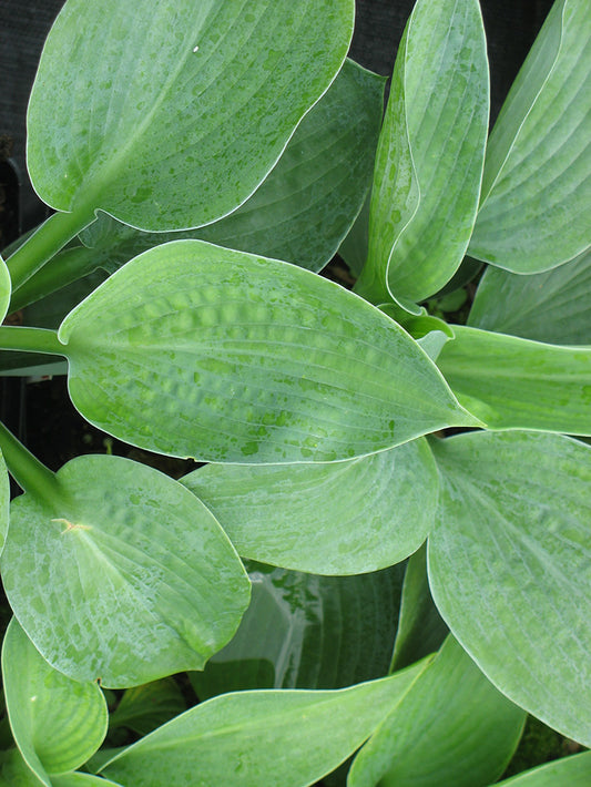 Hosta Elegans Plantain Lily 2 Pack
