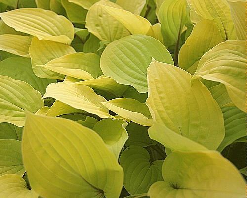 Hosta 'Fire Island' Plantain Lily 2 Pack