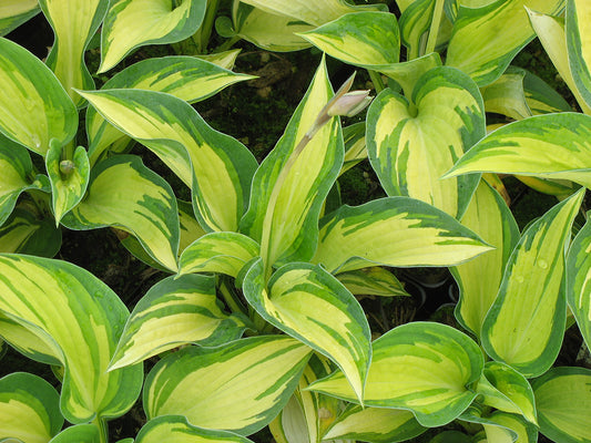 Hosta 'Great Expectations' Plantain Lily 2 Pack