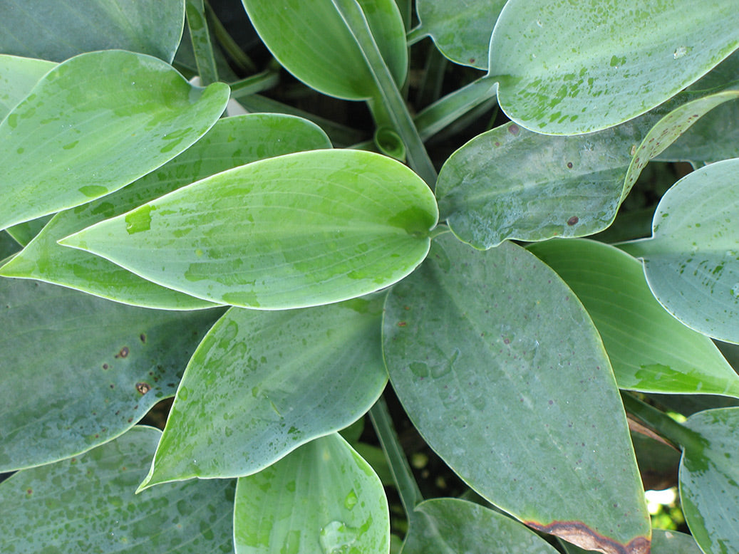 Halcyon Plantain Lily