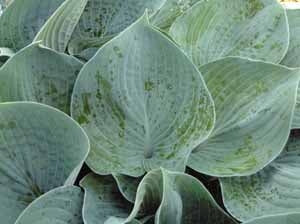 Hadspen Blue Plantain Lily