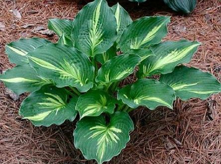 Hosta 'Lakeside Paisley Print'