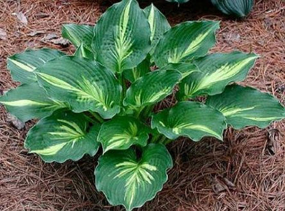 Hosta 'Lakeside Paisley Print'