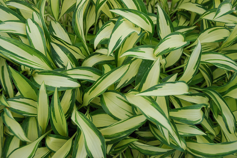 Hosta 'Moonstruck' Plantain Lily