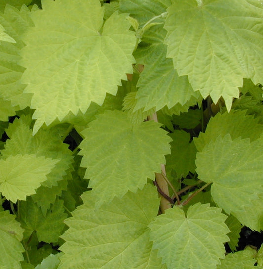 Golden Hops Vine