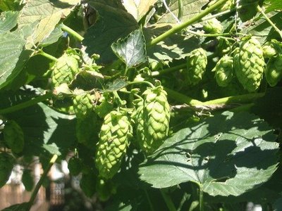 Cascade Hops Vine