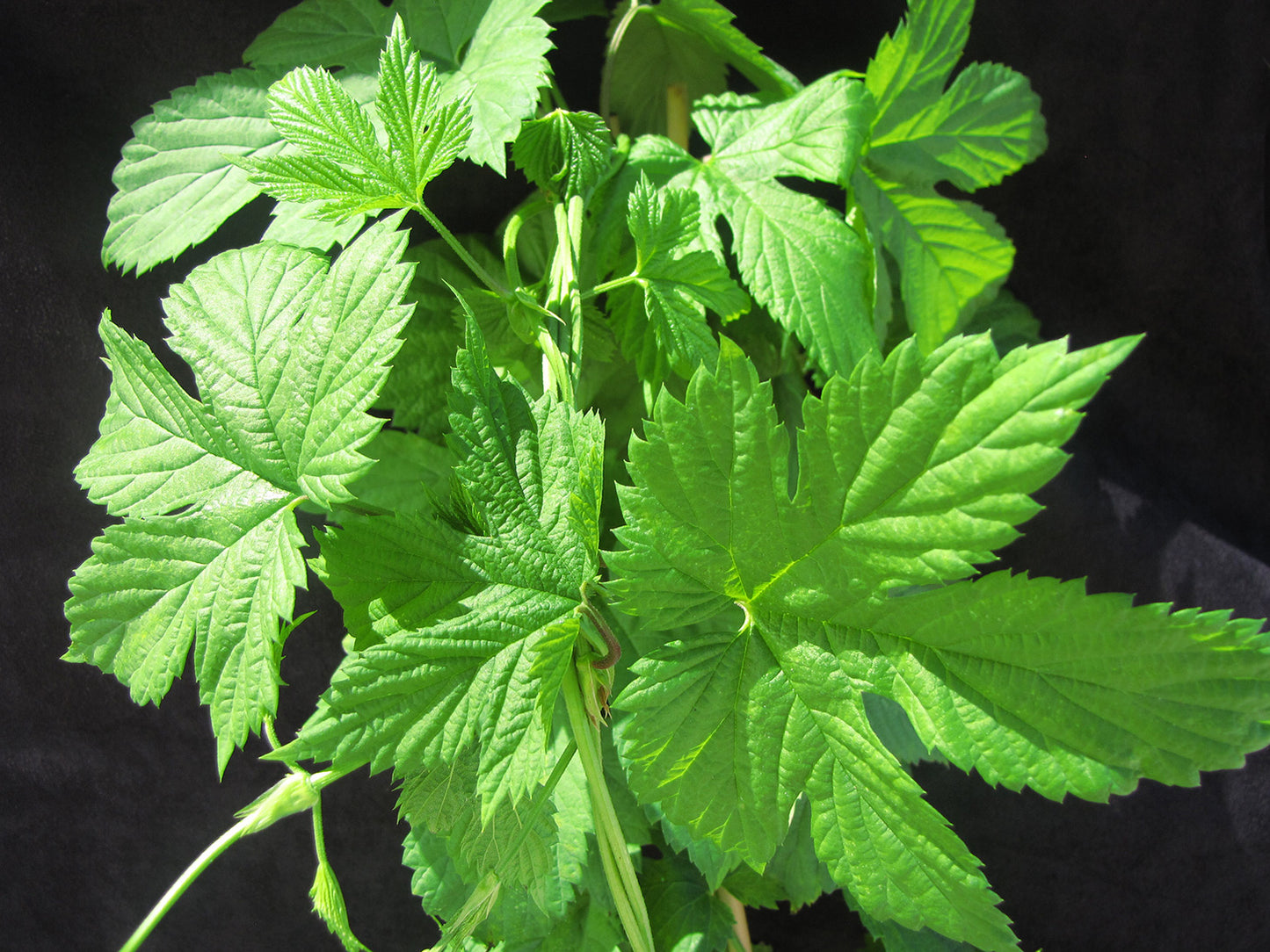 Centennial Hops Vine