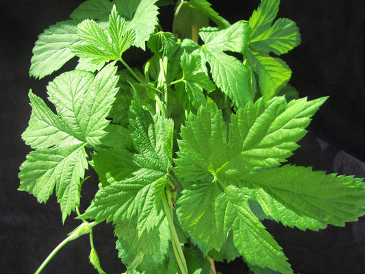 Centennial Hops Vine