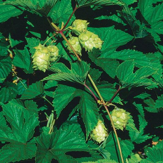 Nugget Hops Vine