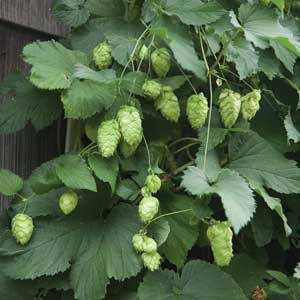 Willamette Hops
