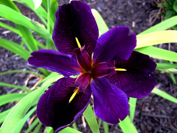 Black Gamecock Louisiana Iris
