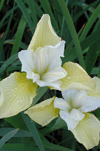 Butter & Sugar Siberian Iris