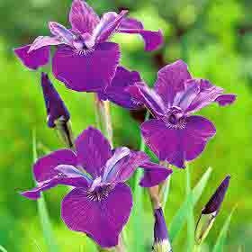 Caesar's Brother Siberian Iris