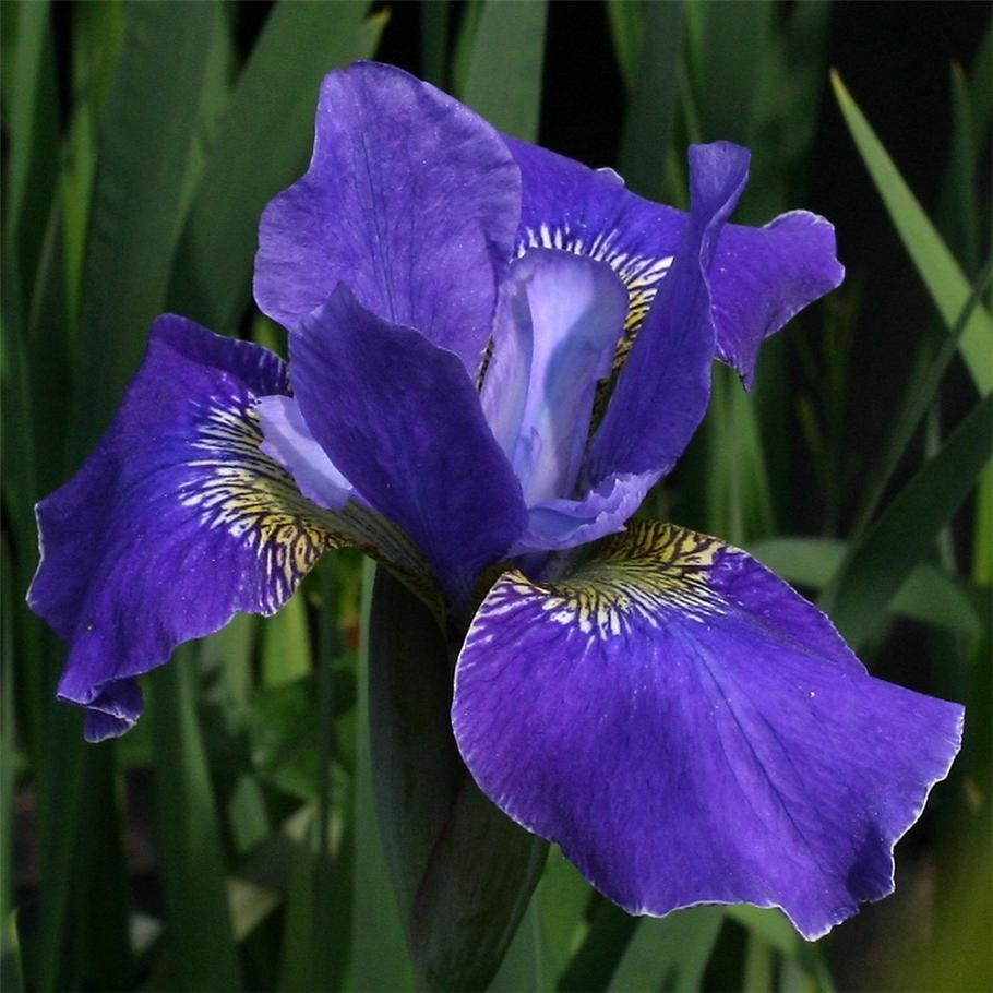 Siberian Iris