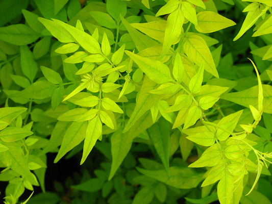 Fiona Sunrise Jasmine