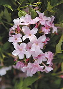 Pink Jasmine