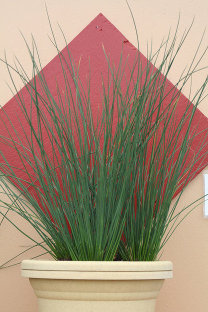 Juncus Blue Arrows Rush