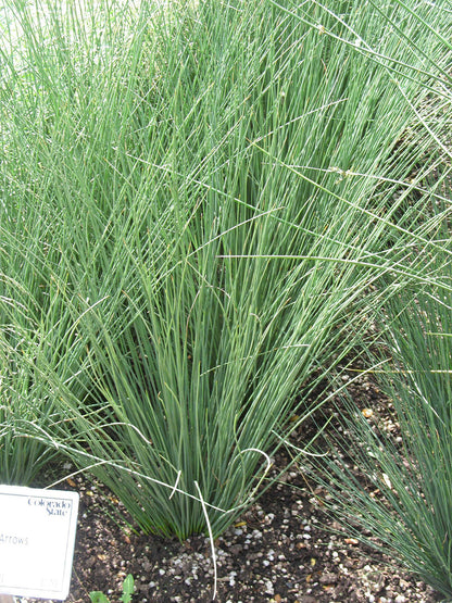 Juncus Blue Arrows Rush