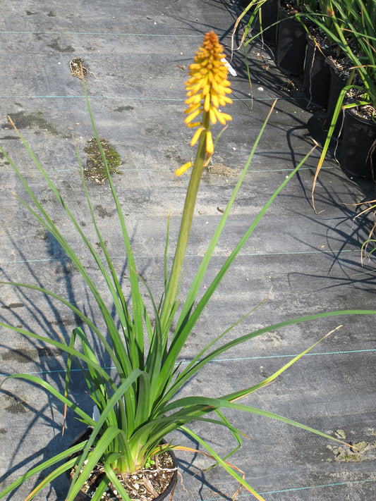 Reblooming Torchlily