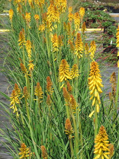 Reblooming Torchlily