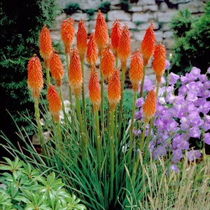 Reblooming Torchlily