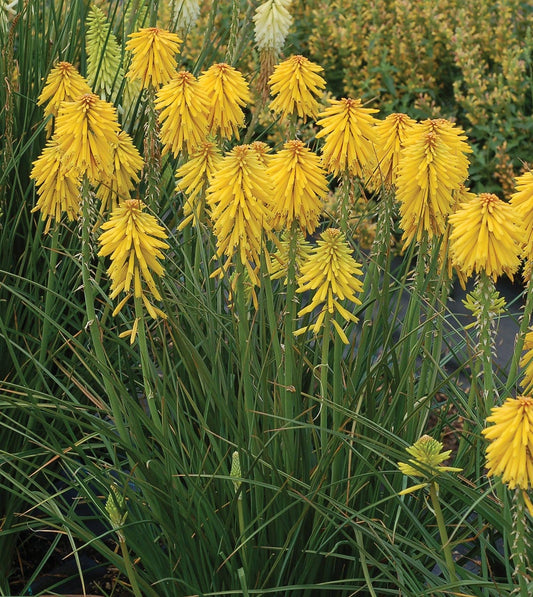 'Poco Yellow' Dwarf Red Hot Poker